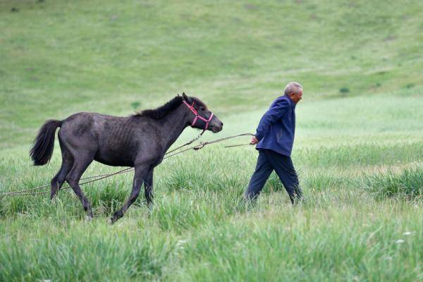 新华社|相马“伯乐”李怀智的好日子