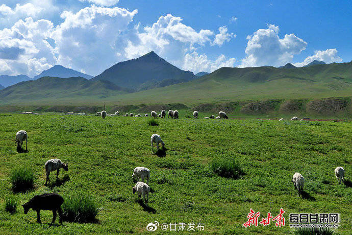 肃南|山花烂漫入诗行 牧歌悠扬醉云朵 盛夏肃南草原风光旖旎