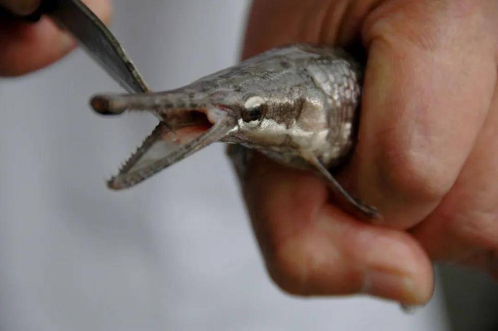 我国|中国已发现660多种外来入侵物种 这类尤须警惕