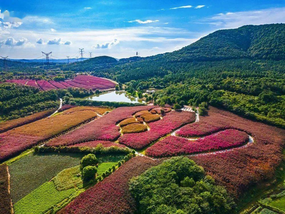 【惠民旅游】七彩曹山最新紫薇花海照片曝光!