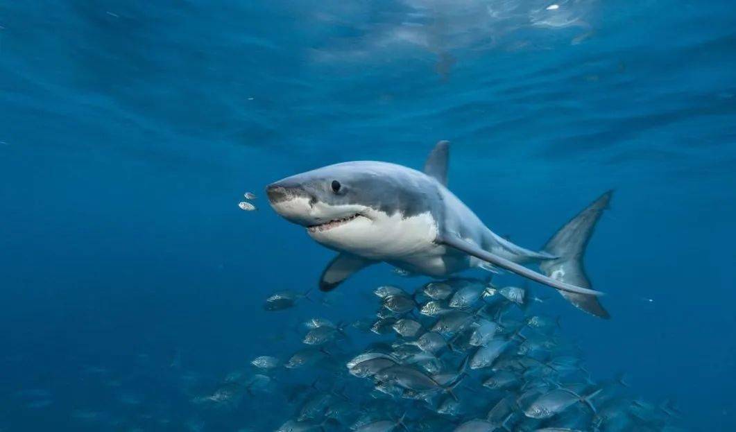 地球上生活着约500种鲨鱼,它们的体型与生活习性各不相同.