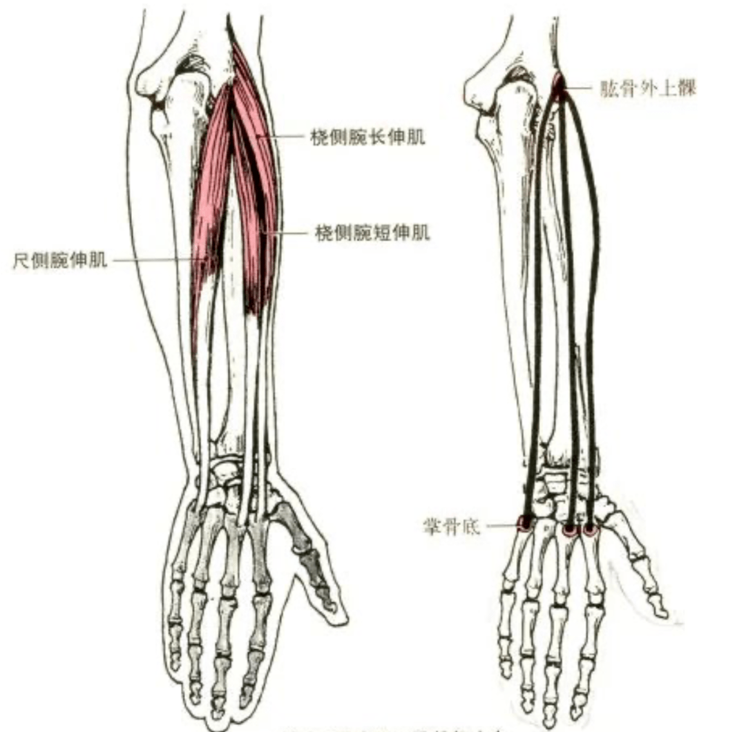 髂腰肌,梨状肌的解剖