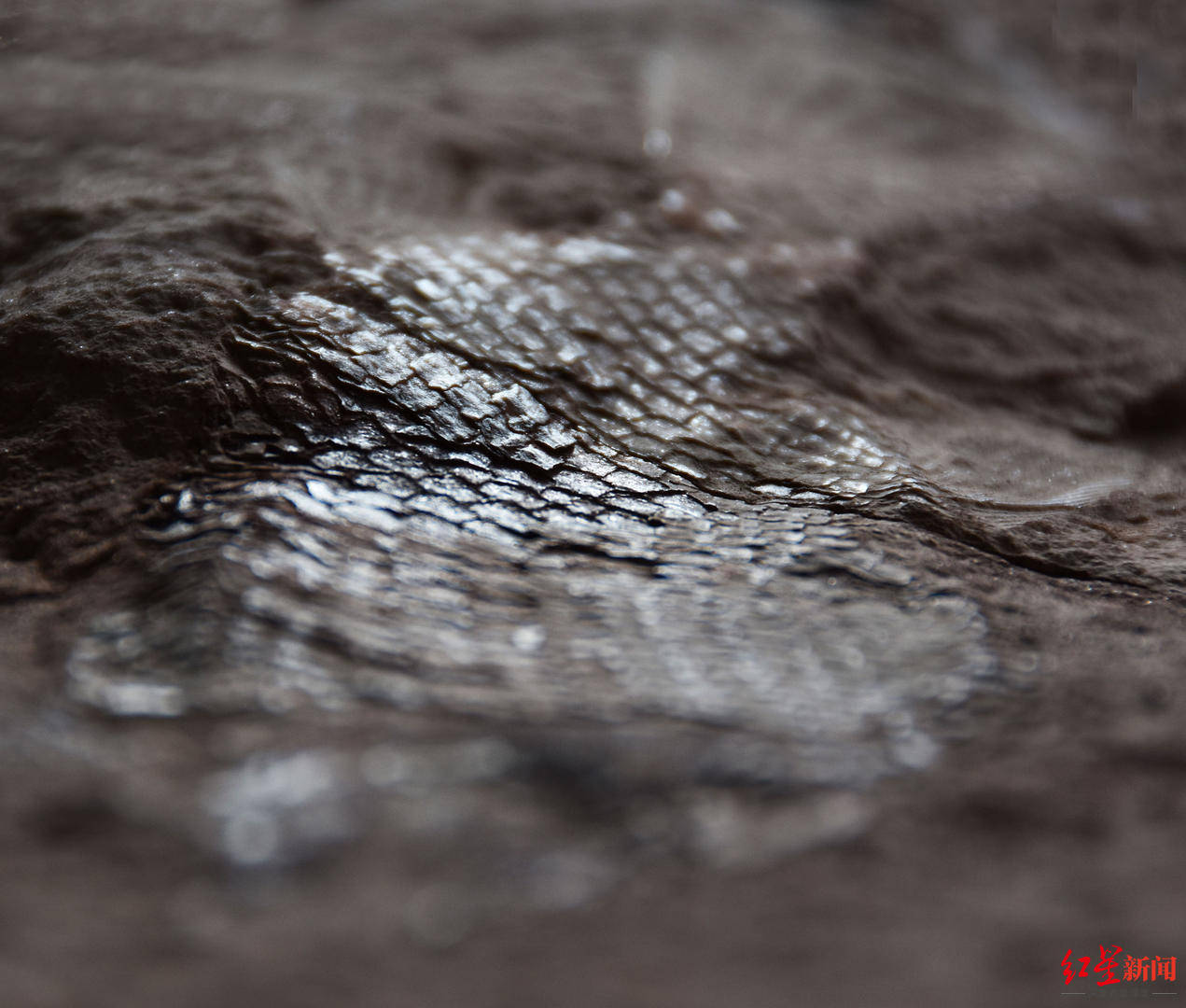 丹棱|四川丹棱幸福古村发现远古“鱼化石” 初步判定距今约上亿年