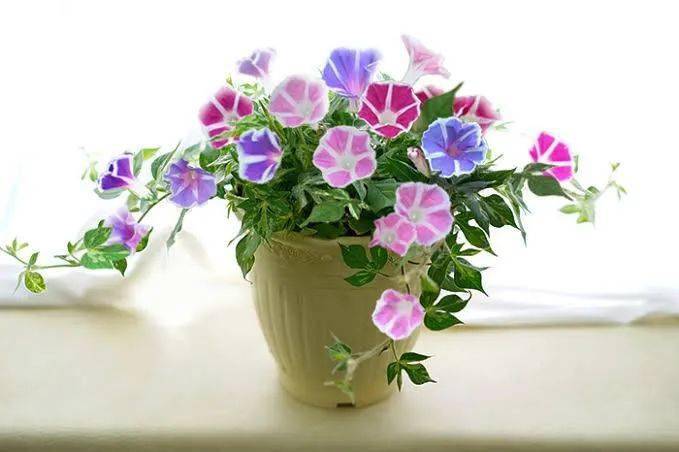 牵牛花这些年园艺品种壮大了很多