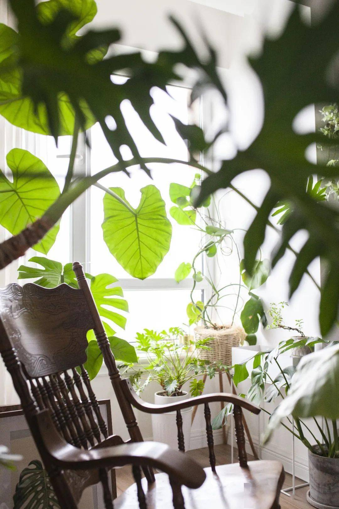 植物|她们的家，美得很让人种草