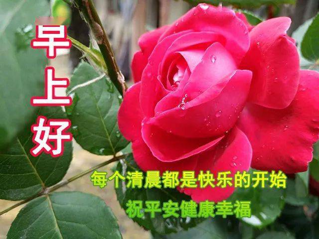 8张最新清晨早上好问候祝福动态表情鲜花图片 最美早上好祝福动画美图