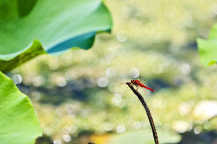 季节|镜头：今日立秋！季节换了名字，依旧风光如故！