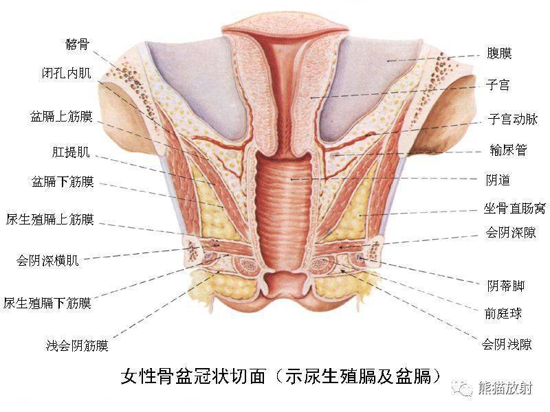 解剖收藏丨女性生殖系统,乳腺解剖图谱