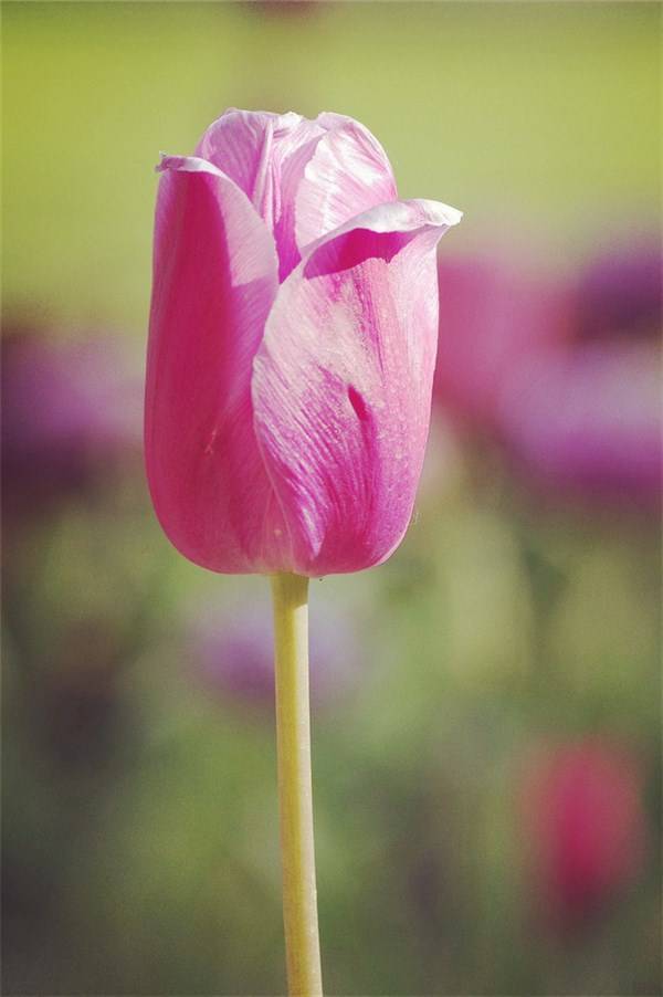 生活|引人深思的经典说说，句句入心，值得品读