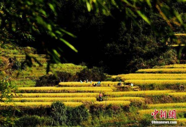 中新社|今日立秋 | 暑去凉来，硕果满枝头