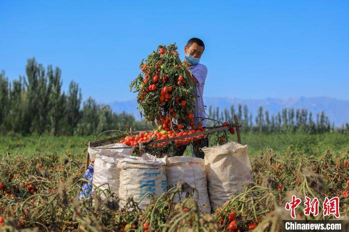 年磊|新疆博湖县1.55万亩“订单”番茄进入采收期