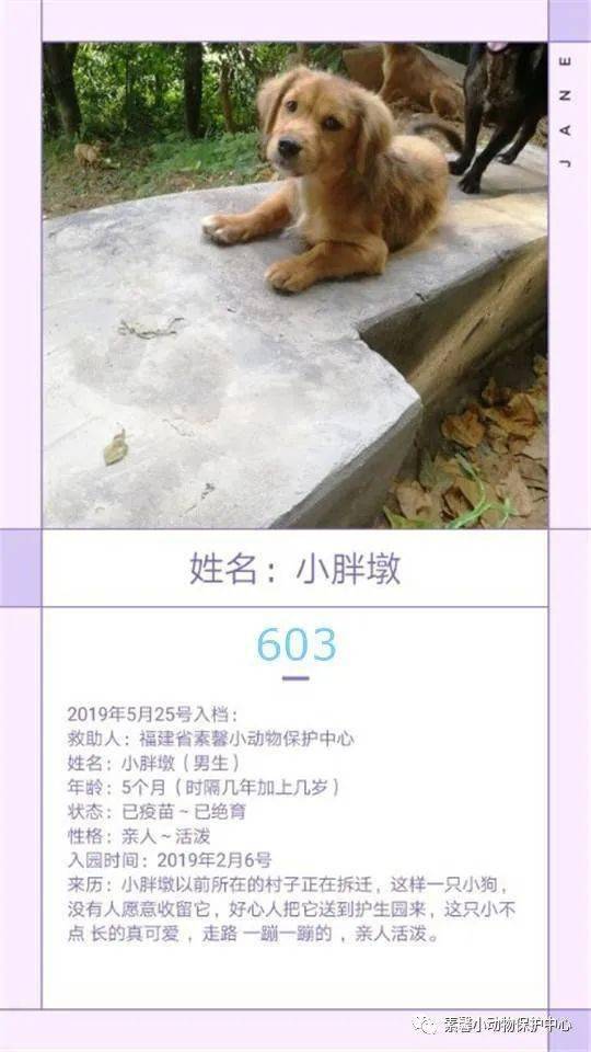 狗狗|流浪狗狗助养计划 | 素馨小动保护生园基地动物小档案(584-611)共10只