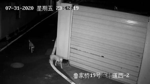 鸡毛|一夜之间16只鸡惨死，“凶手”被查！