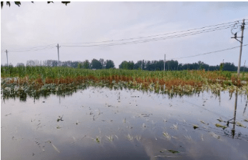 商丘下暴雨淹了这里的庄稼地农民该怎么办