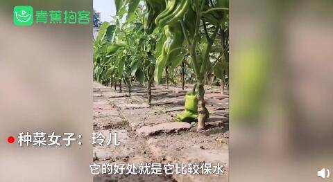 青蕉|神奇！女子在院子里砖头缝中种瓜果蔬菜长势喜人