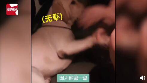 张琳|女子带拉布拉多凌晨被困雨中，叫车发生滑稽一幕：司机懵了