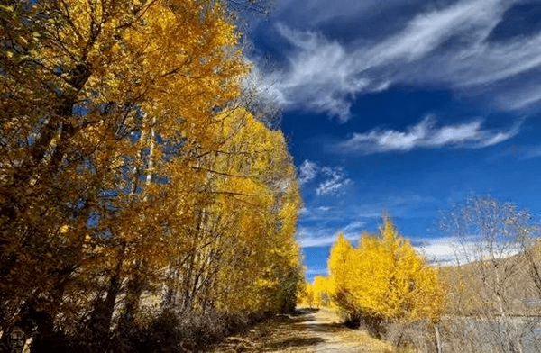 林清玄|夜读｜黄花深巷，红叶低窗……体会林清玄的《秋色一片》