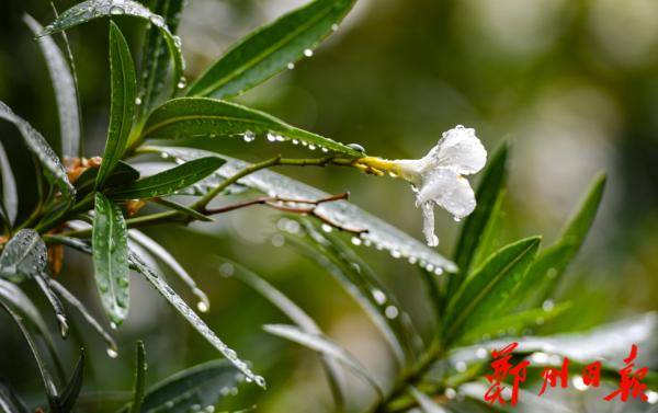 多云间阴|下周郑州天气就一个套路：又闷又热又下雨！