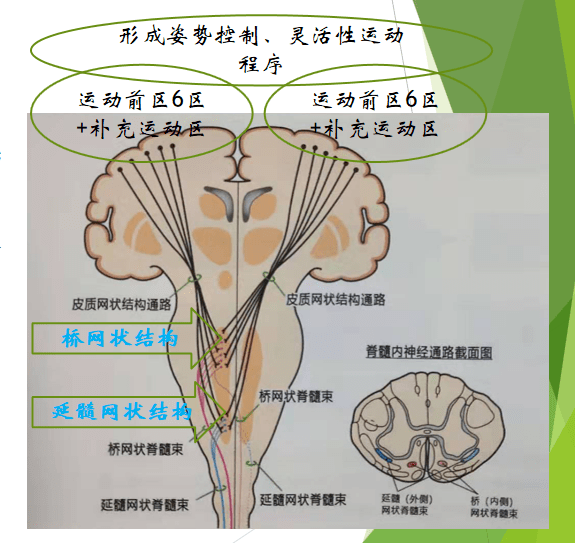 康复系列课程13脑干的网状结构知识分享第三部分