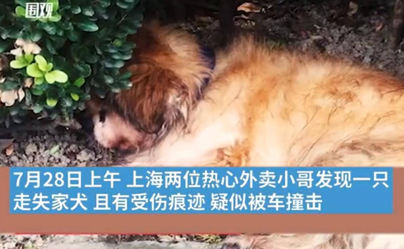 登记证|上海首例养犬人遗弃犬只案：罚500元吊销犬证，你怎么看？