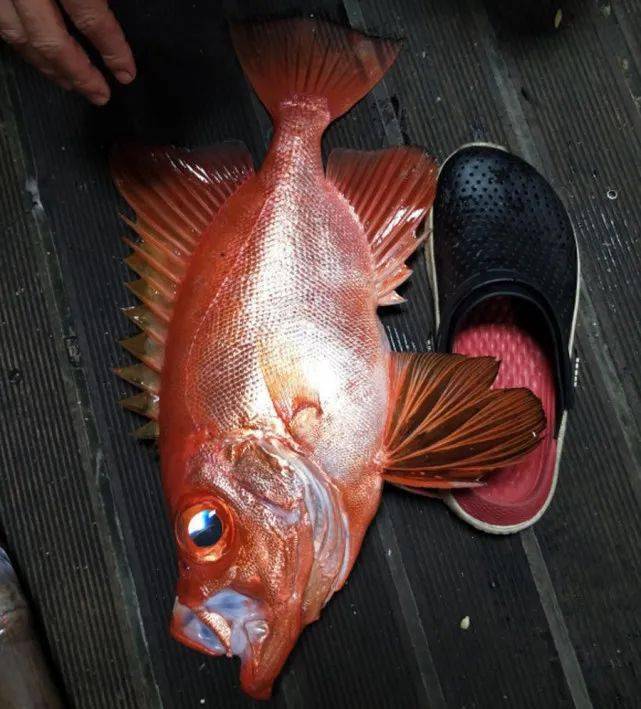 这是什么鱼通体艳红如红宝石一般眼睛大到可以占脑袋的12