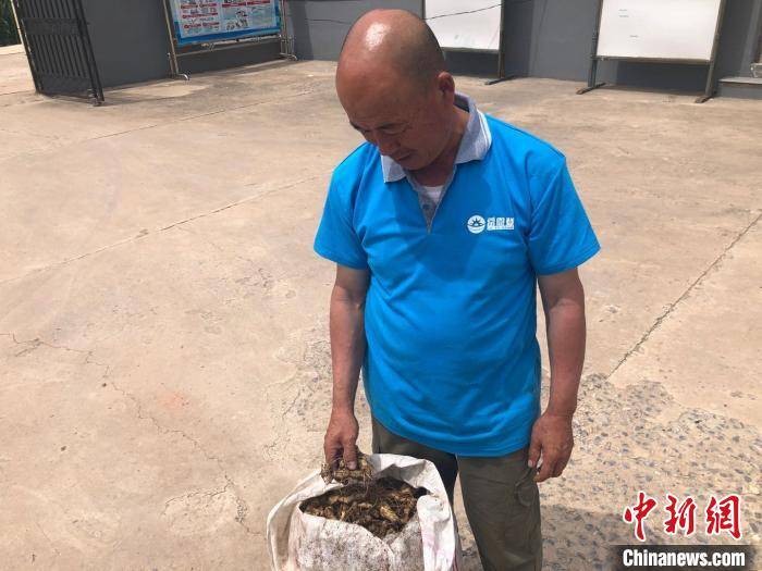 山药|太行深山药飘香 中药材成山西和顺数千山民增收“良方”