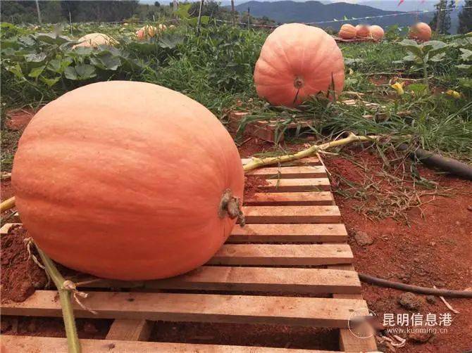 2020年上半昆明城市G_昆明2020年地铁规划图