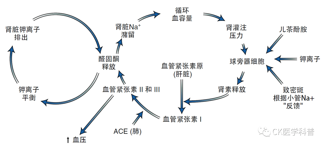 紧张素-醛固酮(raa)和血管紧张素ii对醛固酮的作用包括一个负反馈环