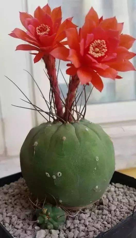 绿叶|稀世奇花今天终于开了！1500年才拍到一次！见者增福添寿！