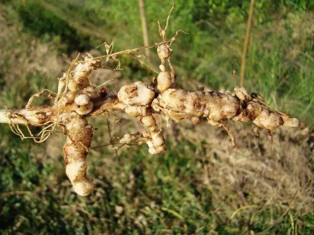 一分钟让您读懂根结线虫