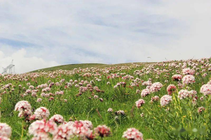 【单眼睛】狼毒花:草原上最美的花海