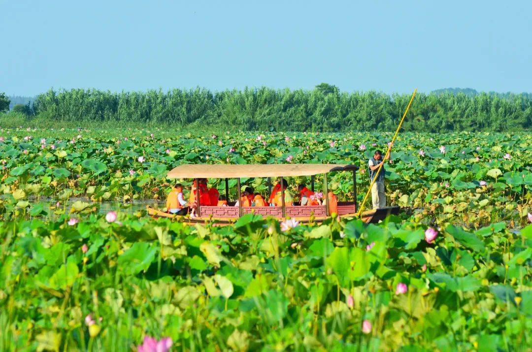 泗洪洪泽湖湿地好一个『花花世界』,别错过!