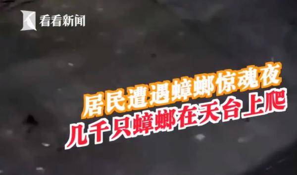 元凶|头皮发麻！上海一小区下起“蟑螂雨” ，居民一晚上看到几千只蟑螂，元凶竟然是它
