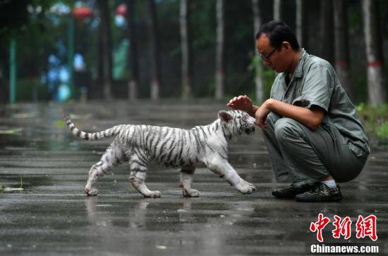 张永宾|超有爱！小白虎被虎妈“抛弃” 俩暖男当“超级奶爸”