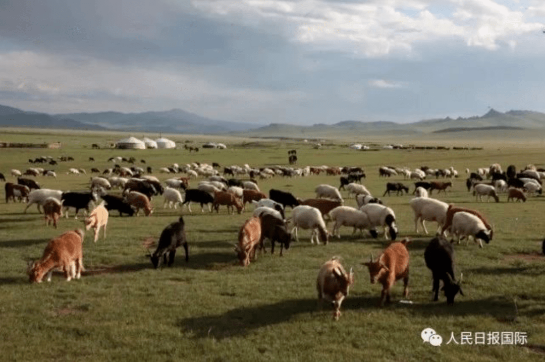 开云体育全站app下载安装_
蒙古国捐赠的30000只羊要来