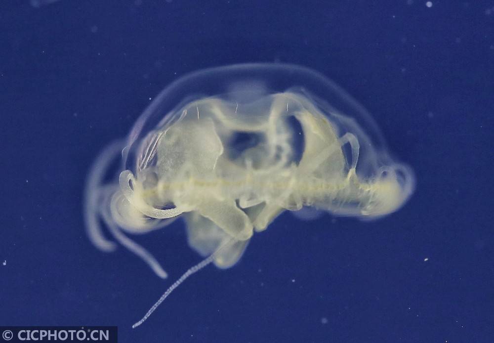 索氏|江西莲花：索氏桃花水母现山塘