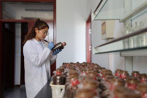 祁连山|祁连山野生菌物“卫士”暑期研究忙