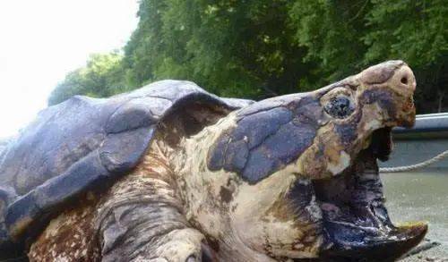 44斤重1米多长,浑身青苔的巨龟为何现身四川岷江