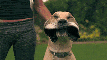 大风|当大风天你去遛狗时