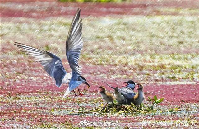 鸟类|武汉一大学成鸟类天堂