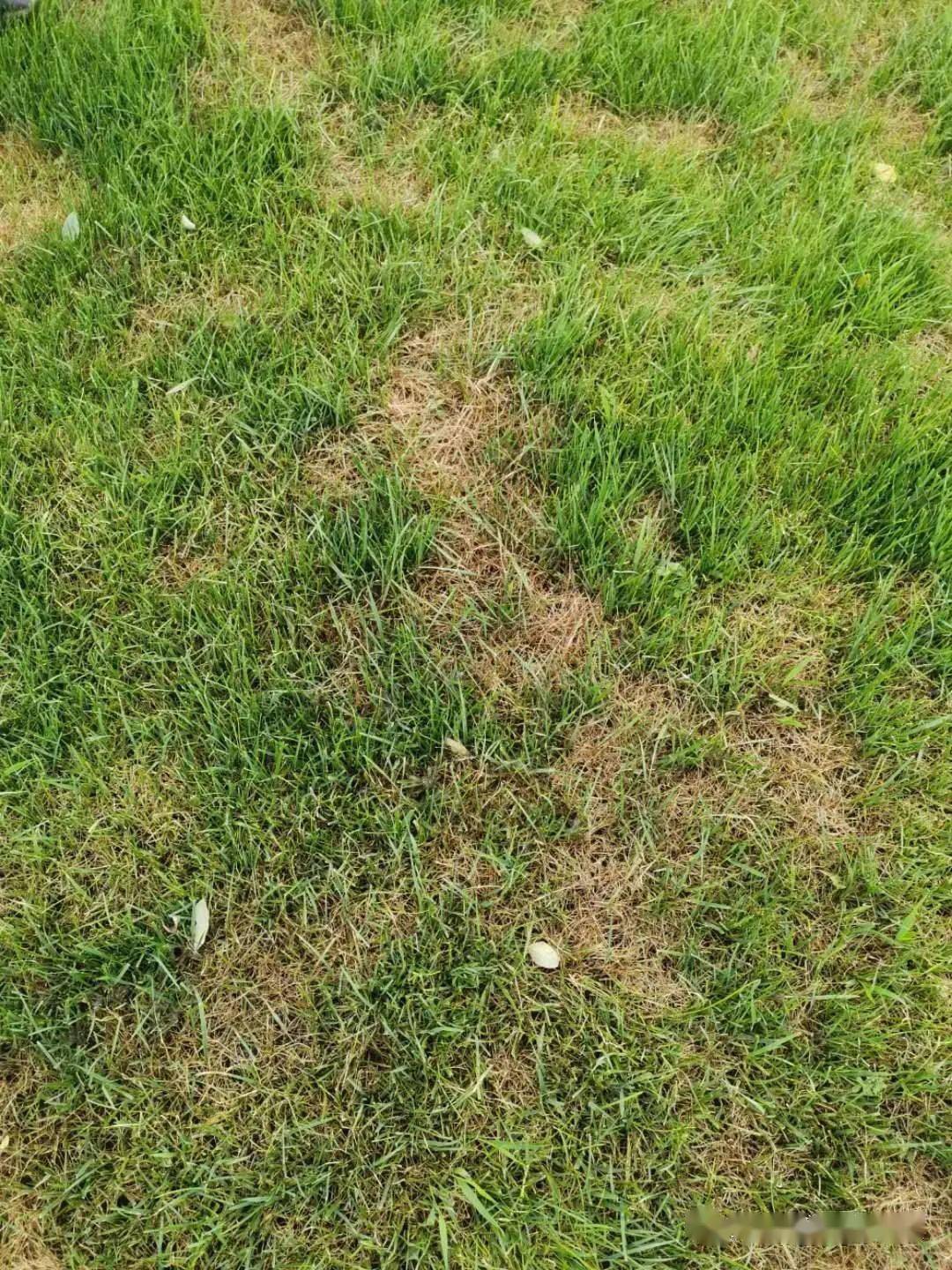草坪草常见病害及其防治(收藏)