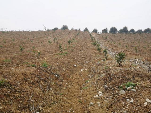 汉中浅丘陵及平川区域柑橘起垄栽植的效果