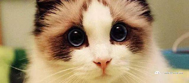 猫咪叫声吸引猫神器100%有效 9e55fa3b568c4313aaa62f64db1fbc3b.jpeg