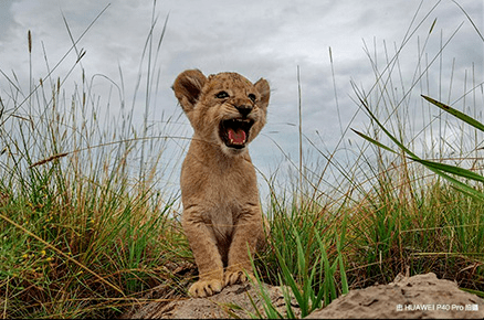 口碑|口碑炸裂的它，这次真的藏不住要火了