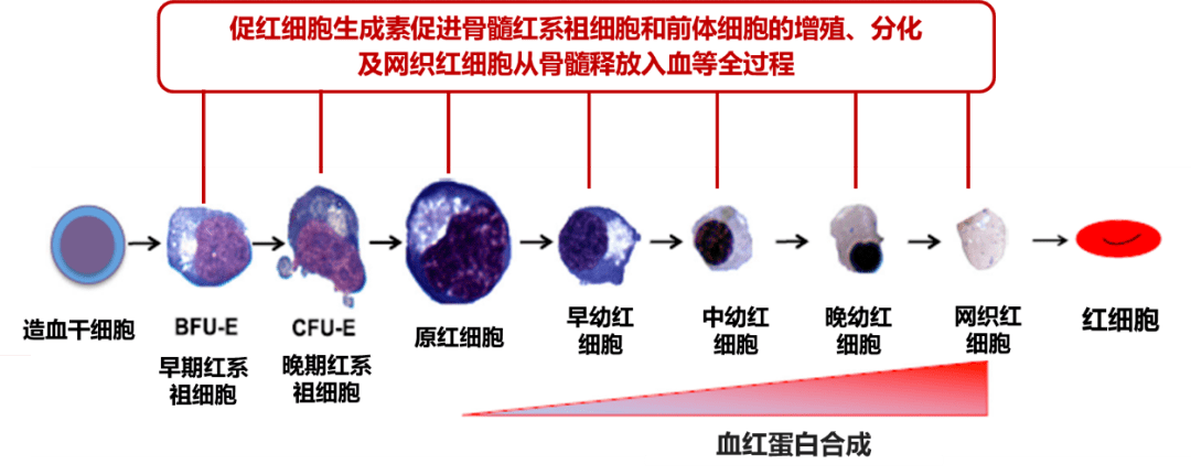 红细胞|传承经典，推陈出新：聚焦重组人促红细胞生成素