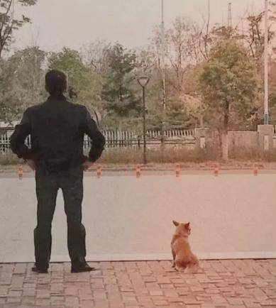 阿黄|痛心，老校长养5年流浪狗被保安杀害！校方：辞退