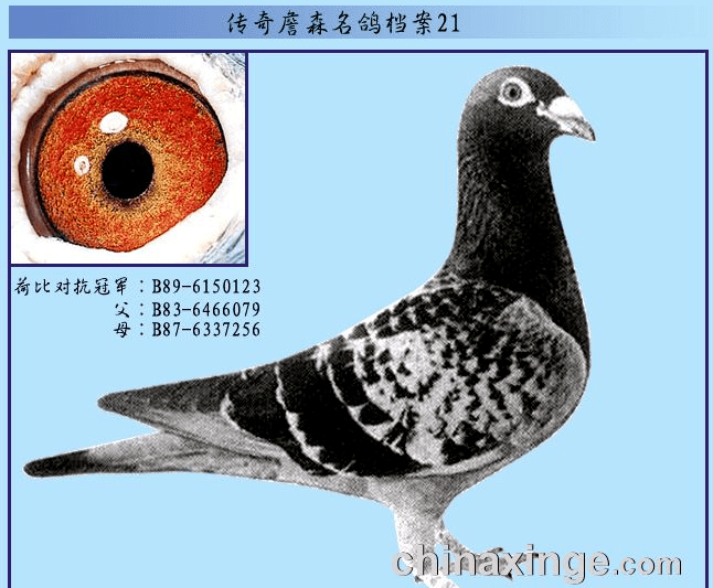 你知道詹森有多厉害吗,一枚鸽蛋造就多羽冠军!