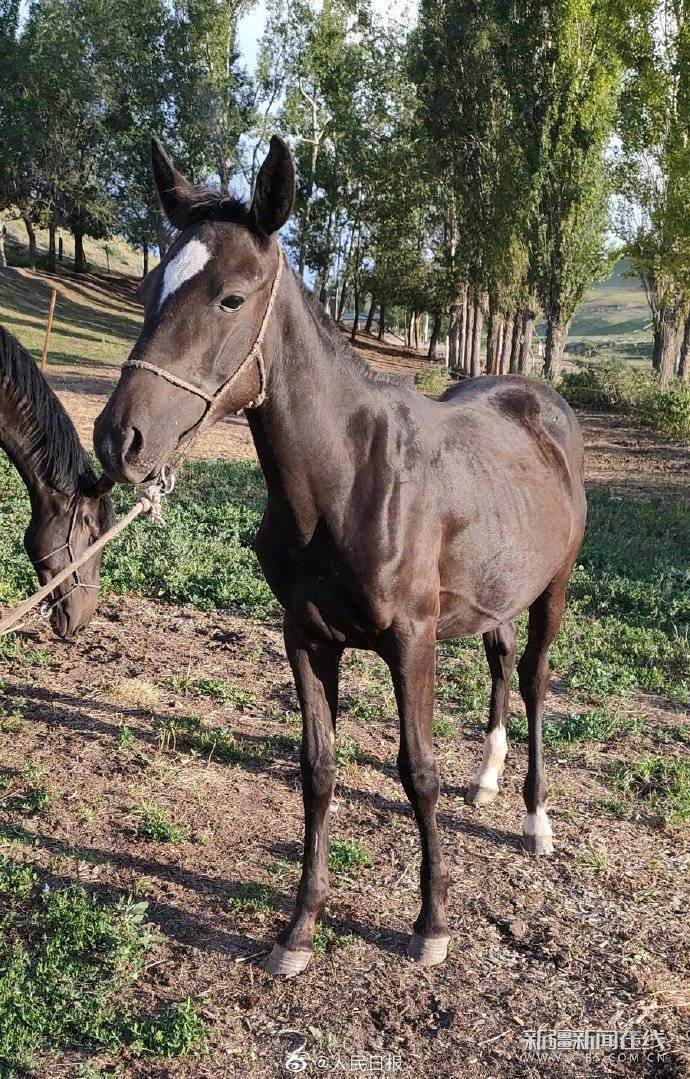 马主|新疆马主向福建救人马主捐赠伊犁马