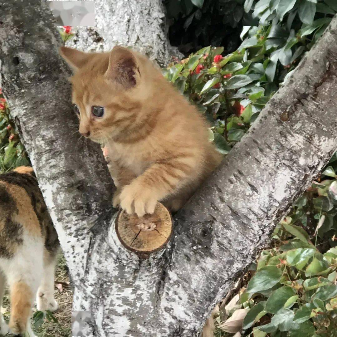 高颜值萌新,新宠小橘猫……西航君的
