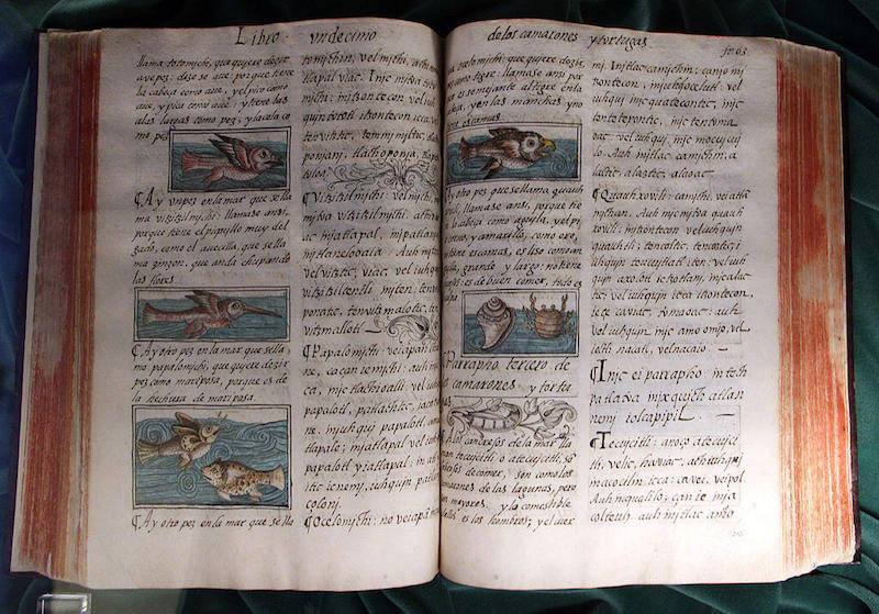 阿兹特克|八十本书环游地球︱墨西哥：阿兹特克贵族诗歌